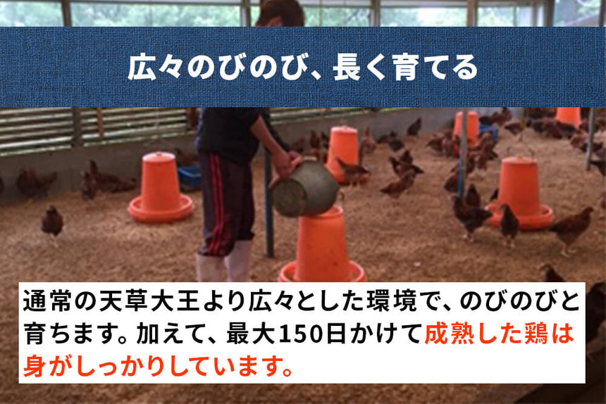 商品番号:958|【まるごと1羽セット・オス】熊本県・とおるさんの「天草大王 1羽セット(オス)」(1.6kg台~)の商品画像5
