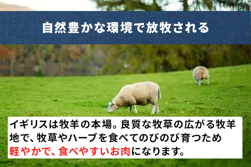 商品番号：953｜【骨付き肉】「ブリティッシュラム　スペアリブ」（500g）の商品画像5