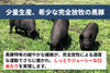 商品番号：1860｜【調理用】北海道・中野さんの「十勝放牧黒豚　バラ」スライス（400g）の商品画像4