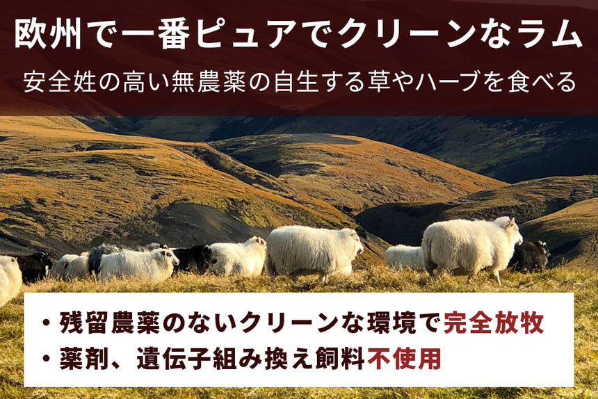 商品番号：256｜【ジンギスカン用】「アイスランドラム　肩ロース肉」スライス（300g）の商品画像5